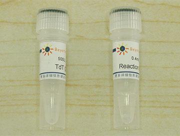 Terminal Deoxynucleotidyl Transferase (20U/μl, 进口分装)